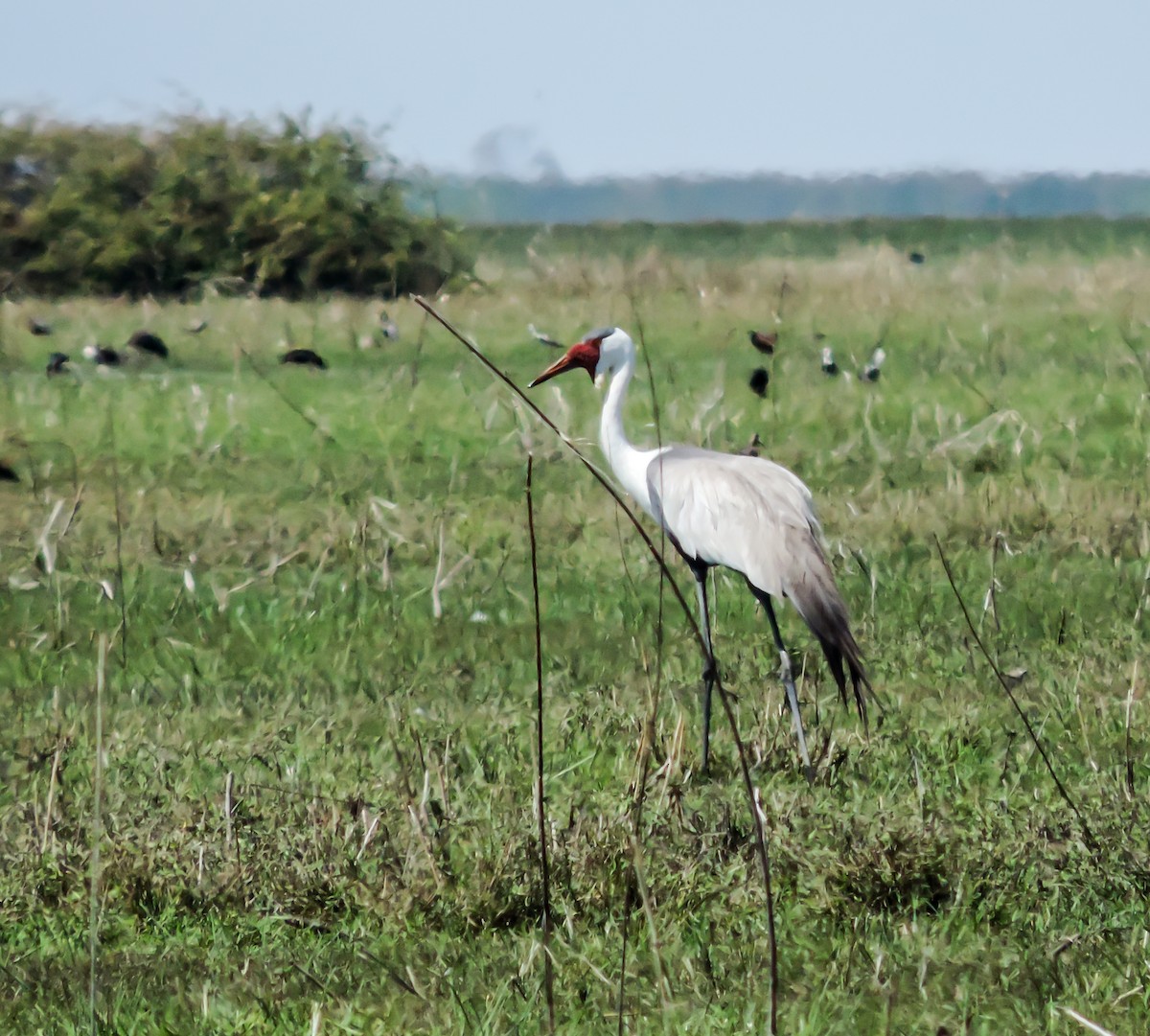Grulla Carunculada - ML653781930