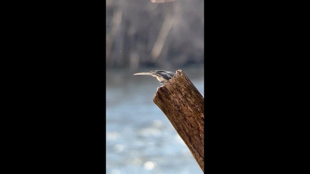カロライナコガラ／アメリカコガラ - eBird