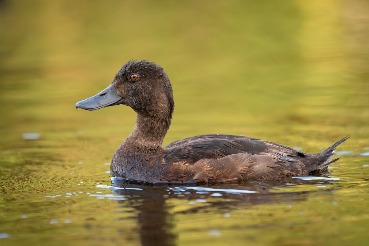 New Zealand Scaup - ML653785225