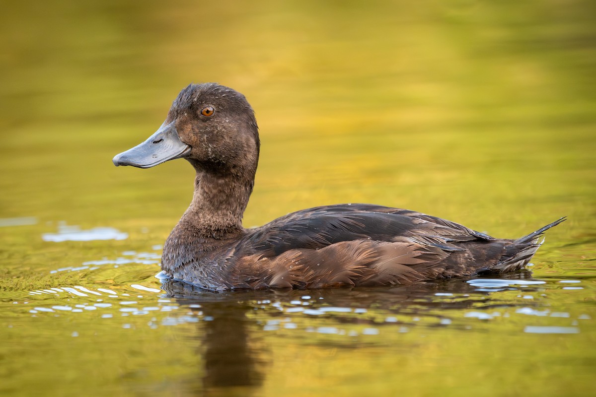 New Zealand Scaup - ML653785501