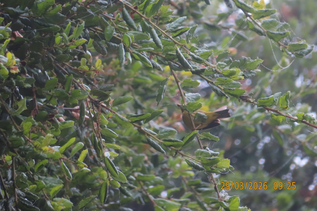 Orange-crowned Warbler - ML653785720
