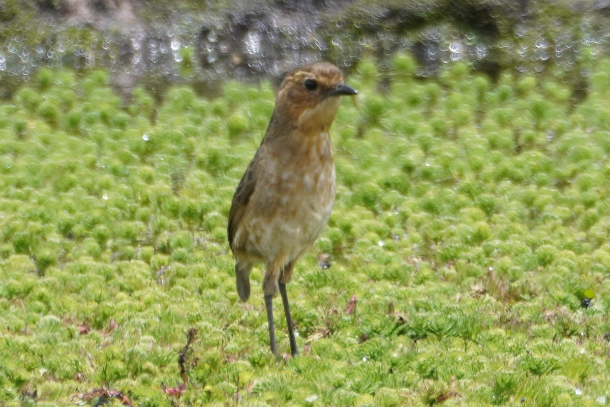 Boyaca Antpitta - ML653785994
