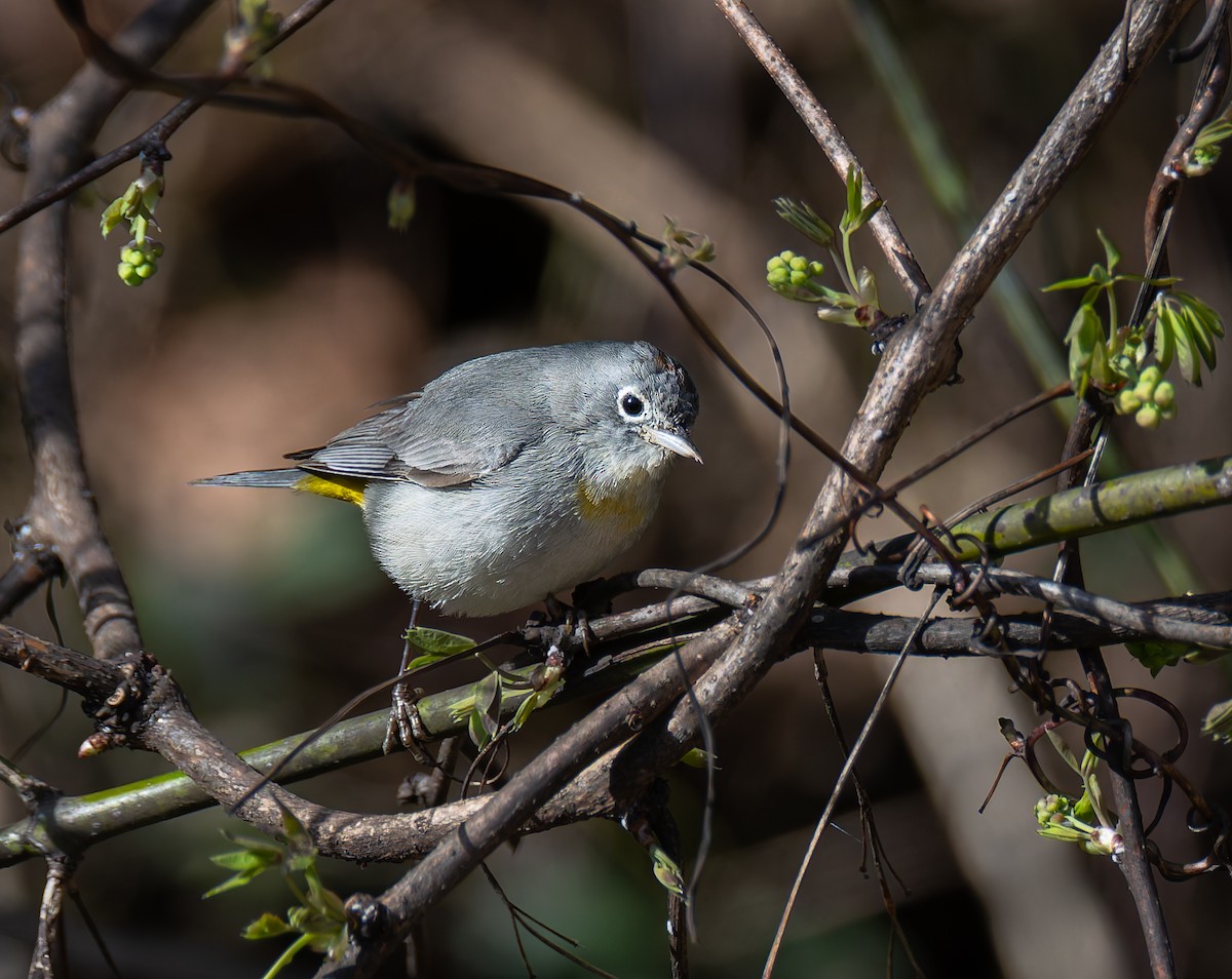 pinjeparula - ML653786033