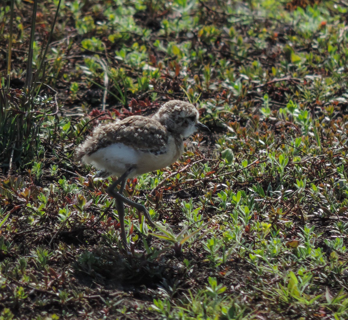 Kittlitz's Plover - ML653786372