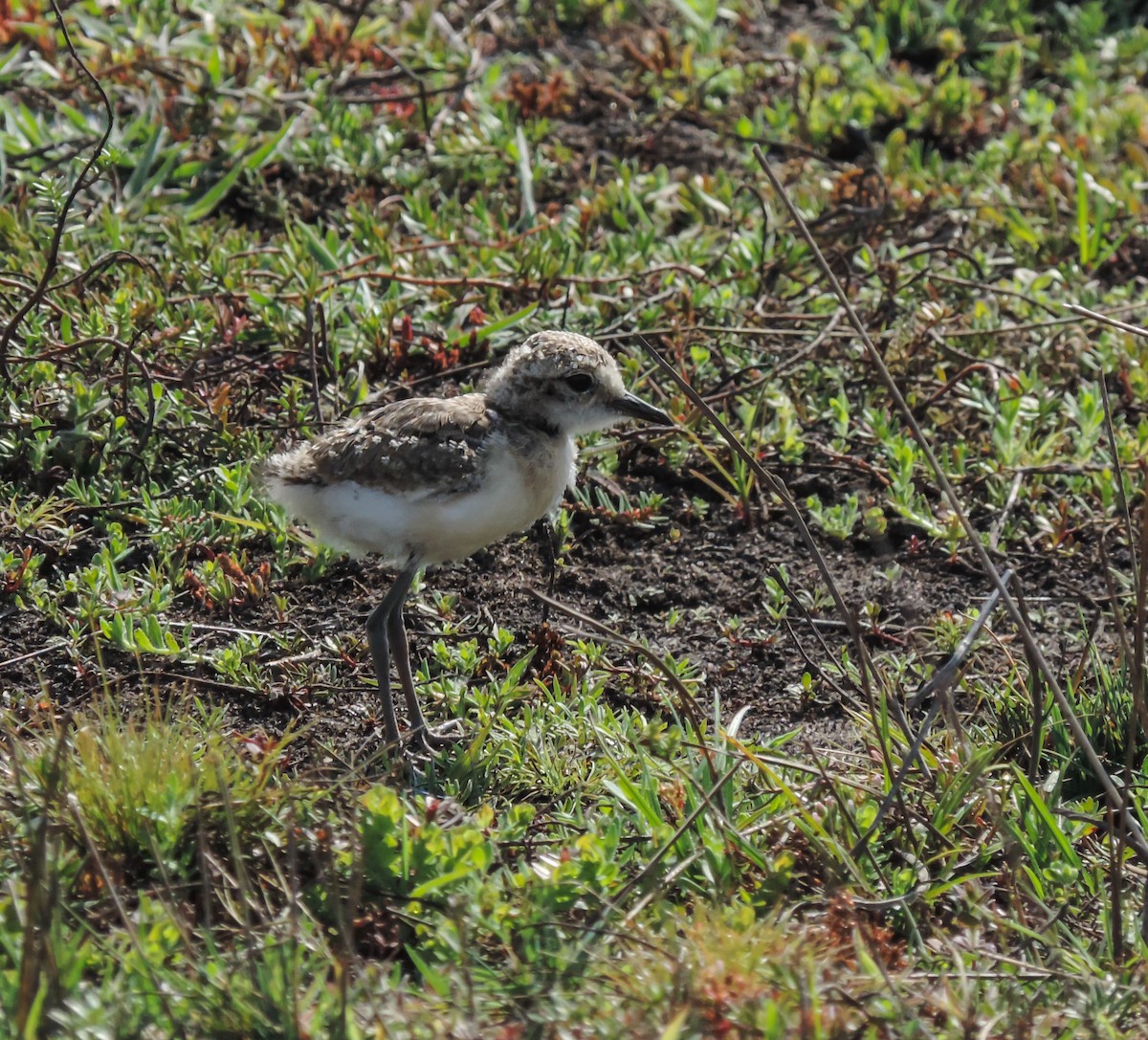 Kittlitz's Plover - ML653786373
