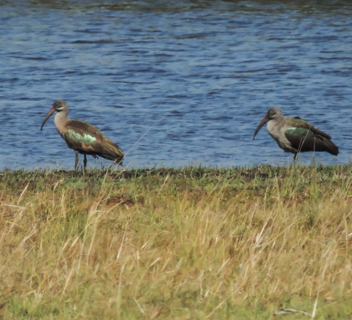 Hadada Ibis - ML653786452