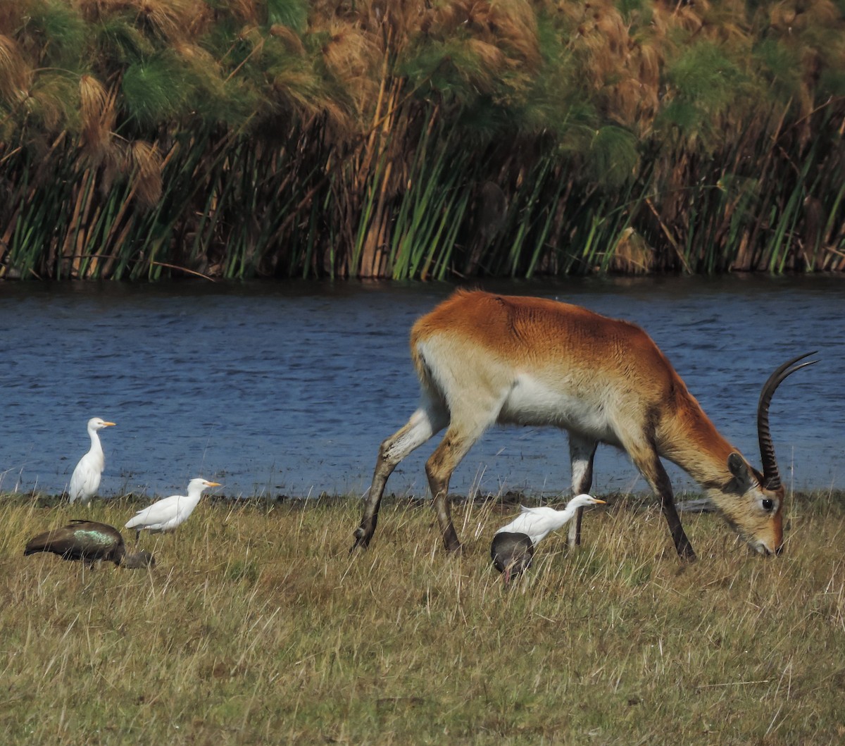 Western Cattle-Egret - ML653786480