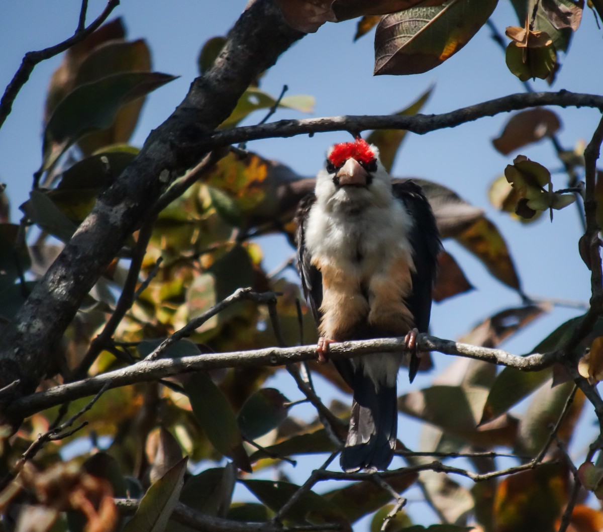 Black-backed Barbet - ML653786529