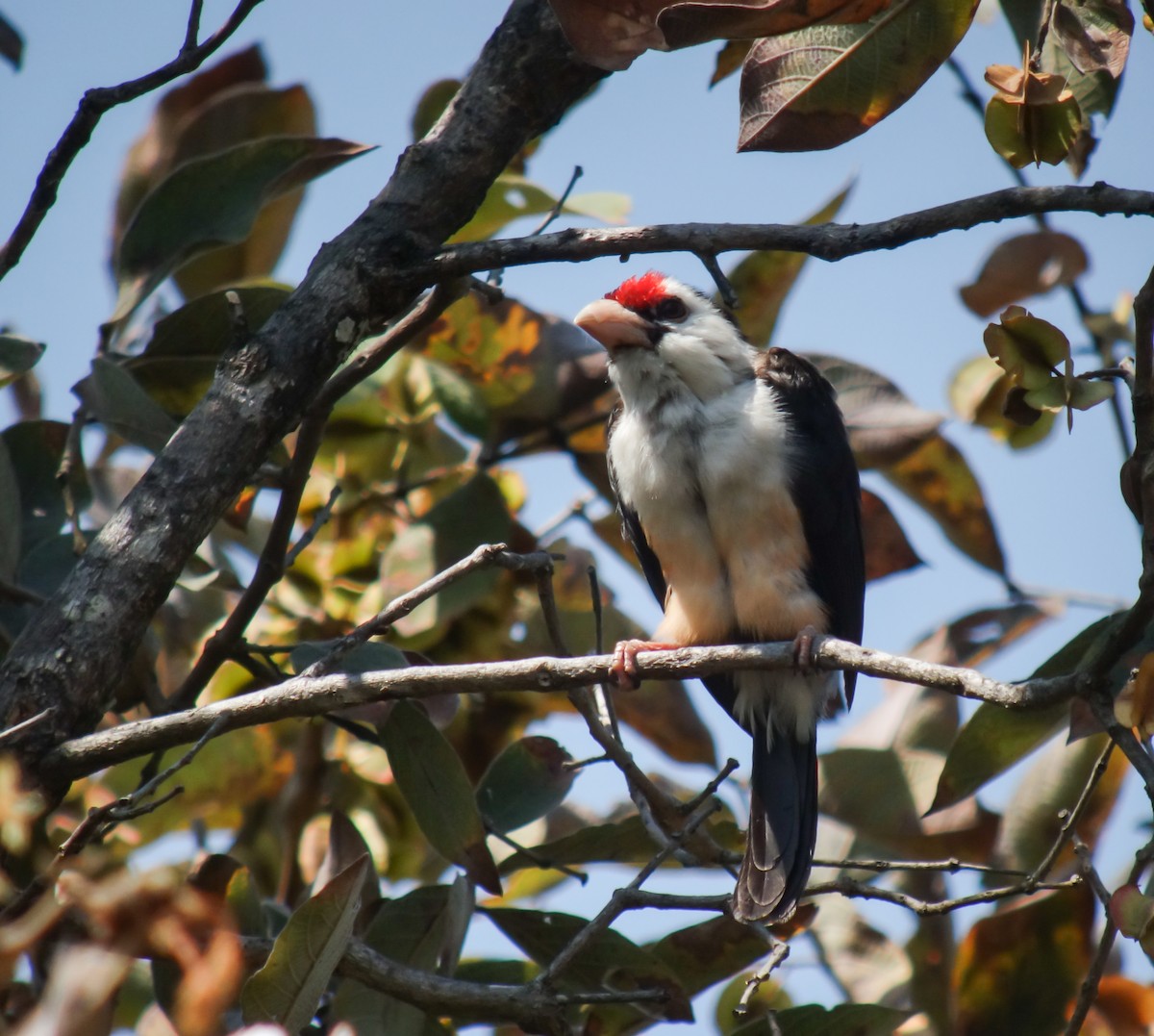 Black-backed Barbet - ML653786531