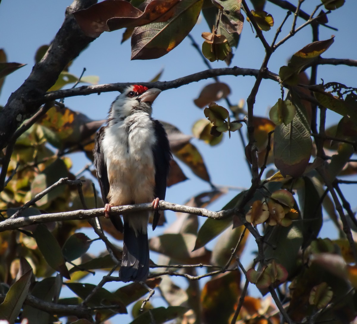Black-backed Barbet - ML653786532