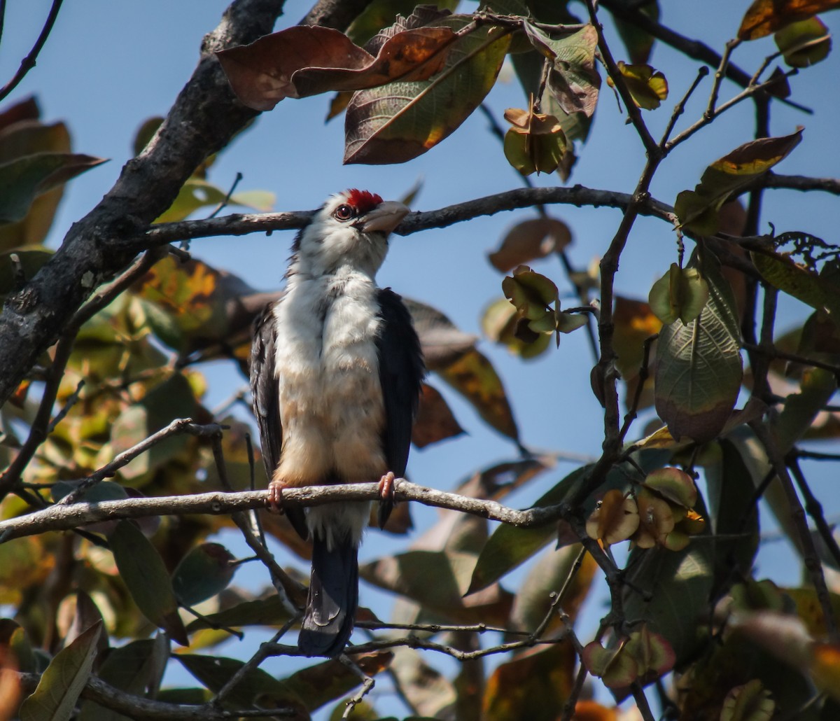 Black-backed Barbet - ML653786534