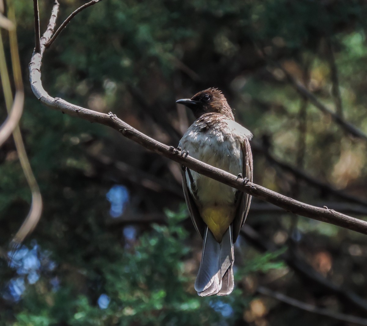 Common Bulbul - ML653786559
