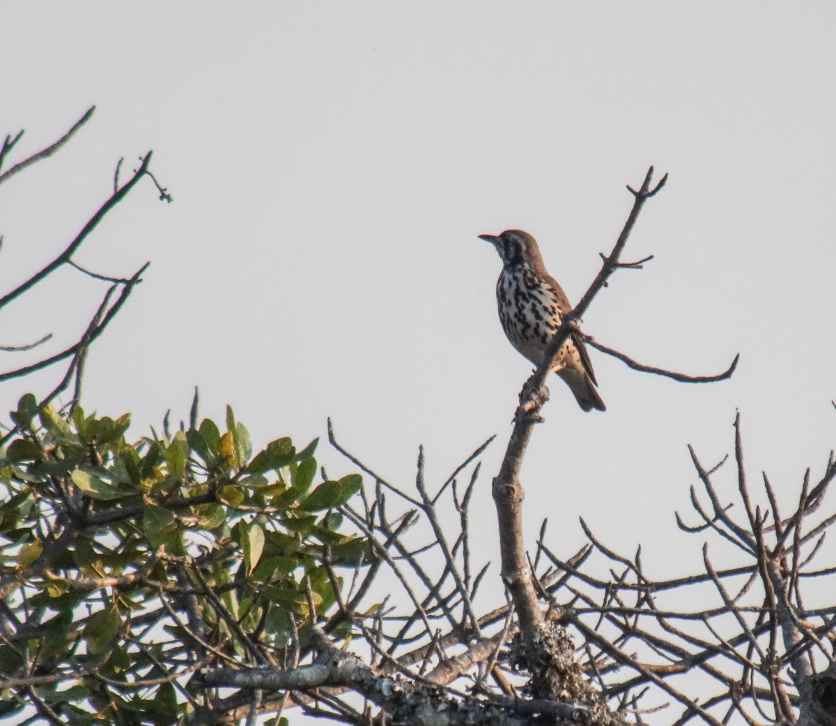 Groundscraper Thrush - ML653786575