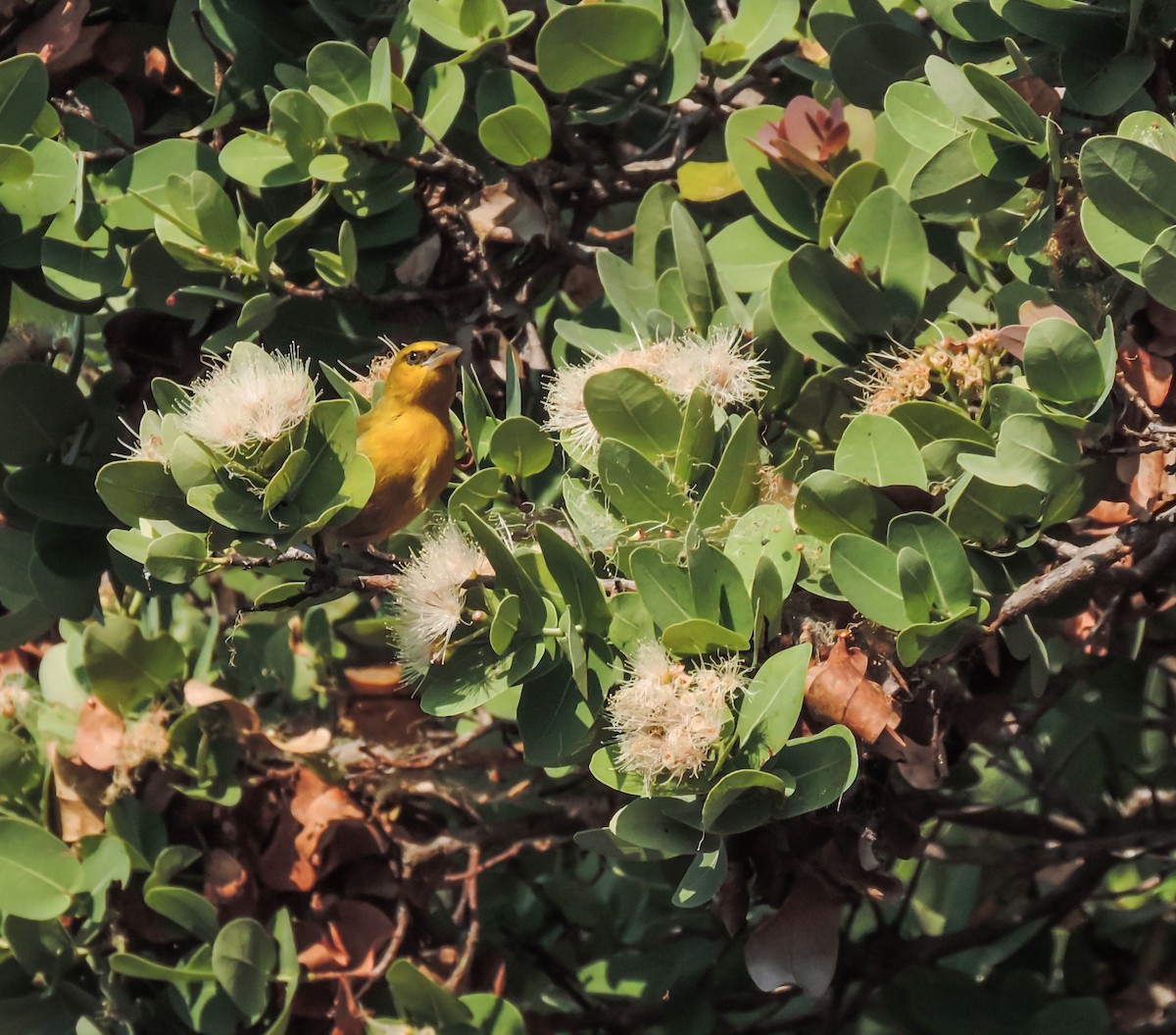 Holub's Golden-Weaver - ML653786613