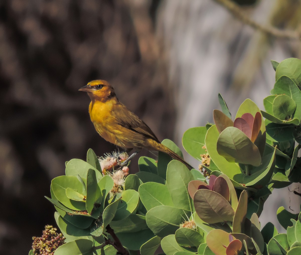 Holub's Golden-Weaver - ML653786616