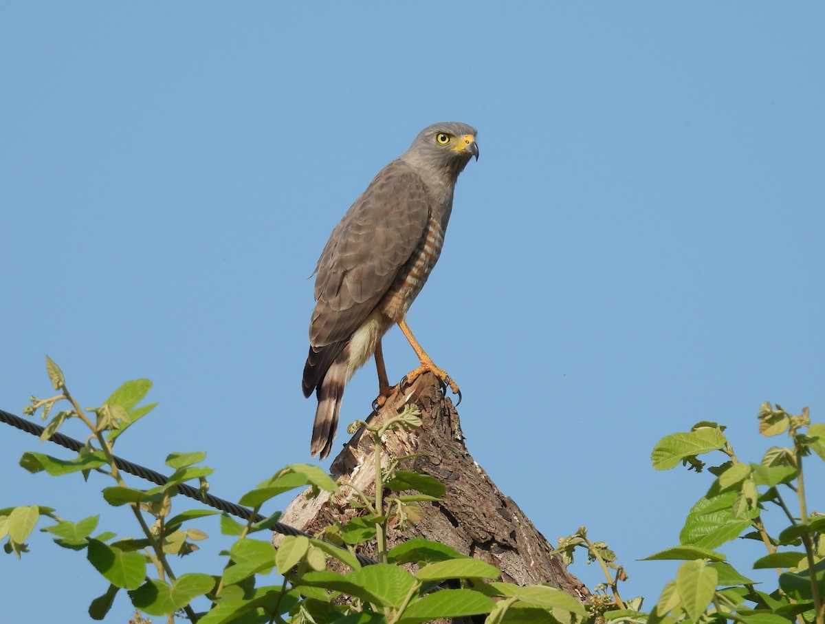Roadside Hawk - ML653786869