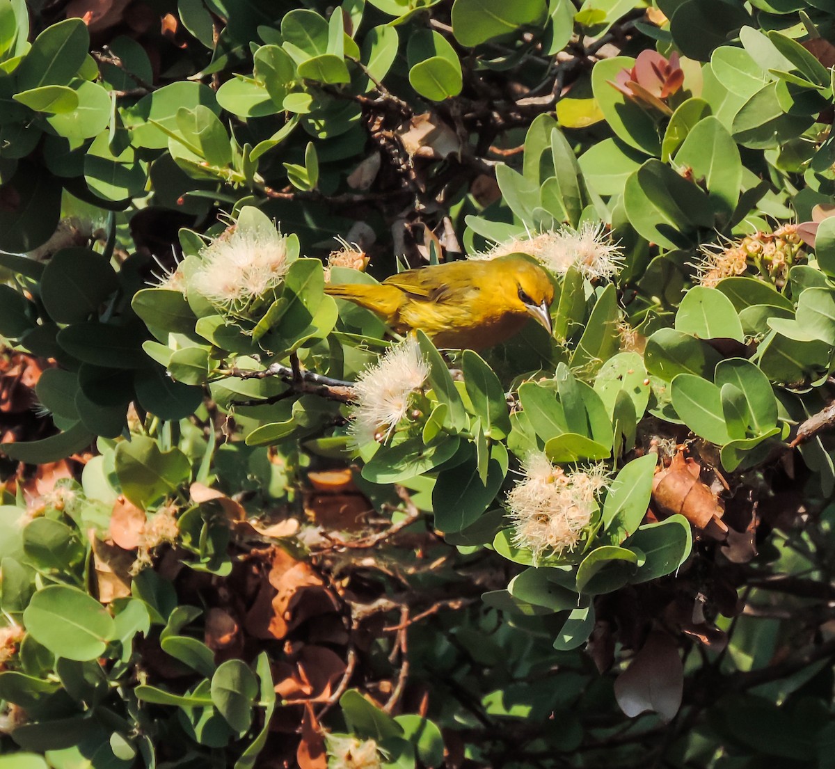 Spectacled Weaver - ML653787014