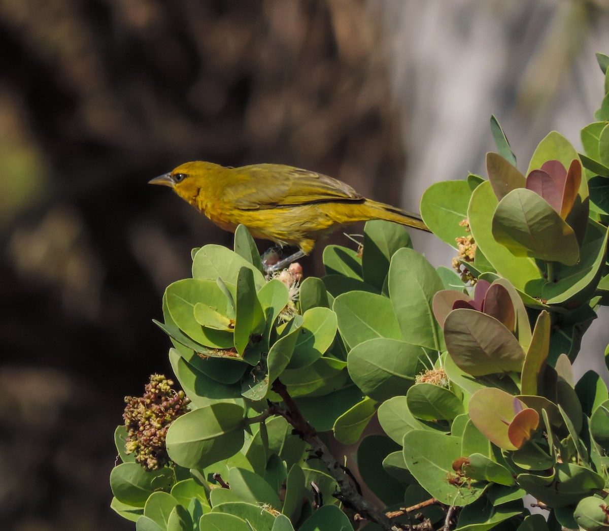 Spectacled Weaver - ML653787015