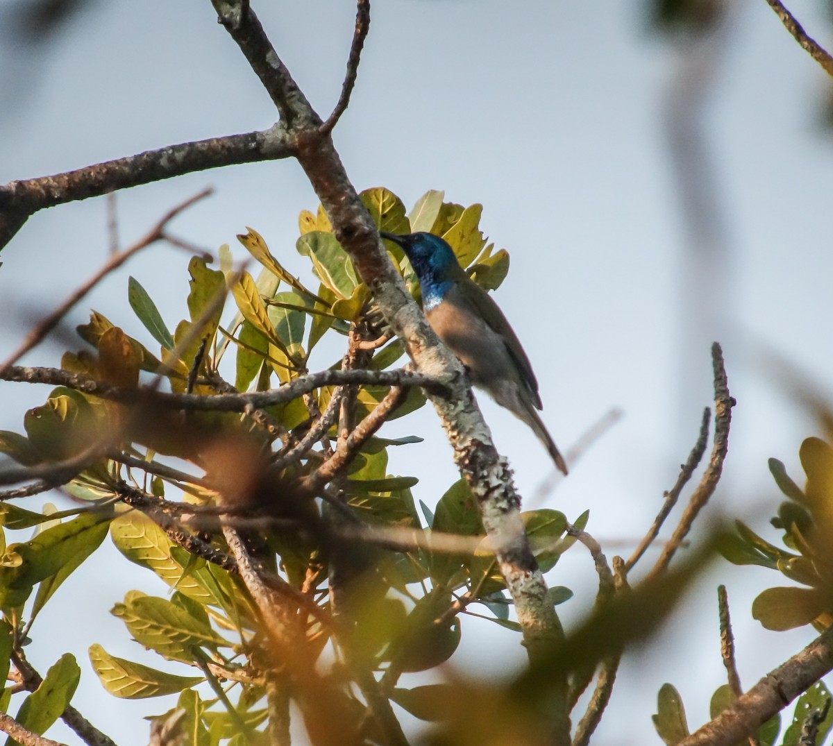 Green-headed Sunbird - ML653787066