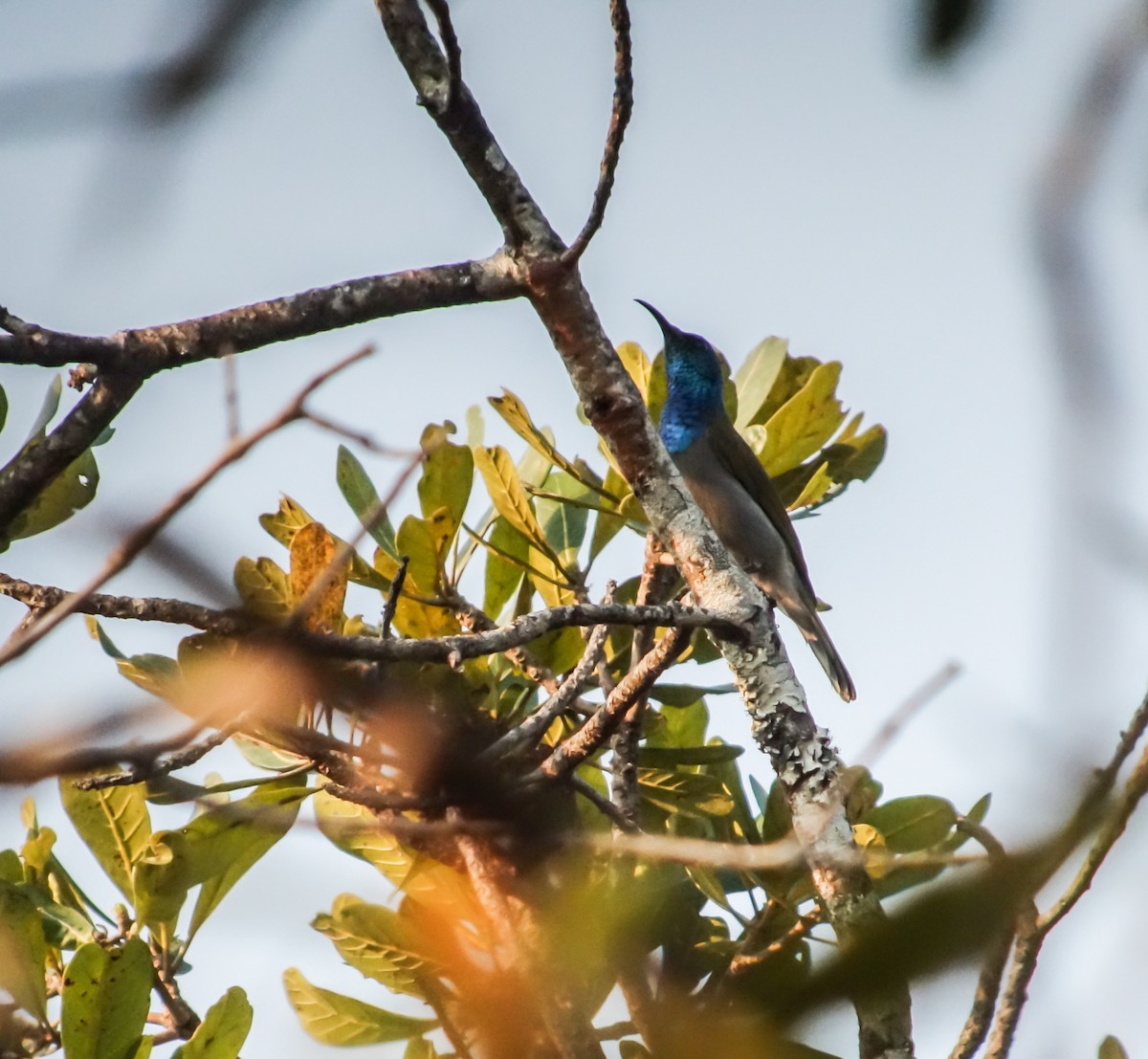 Green-headed Sunbird - ML653787067