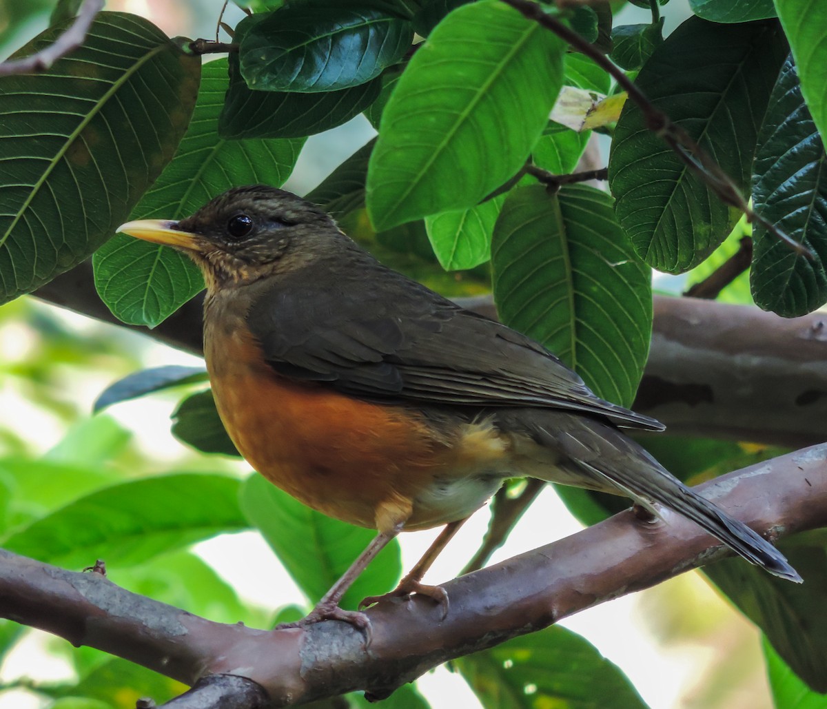 African Thrush - ML653787085