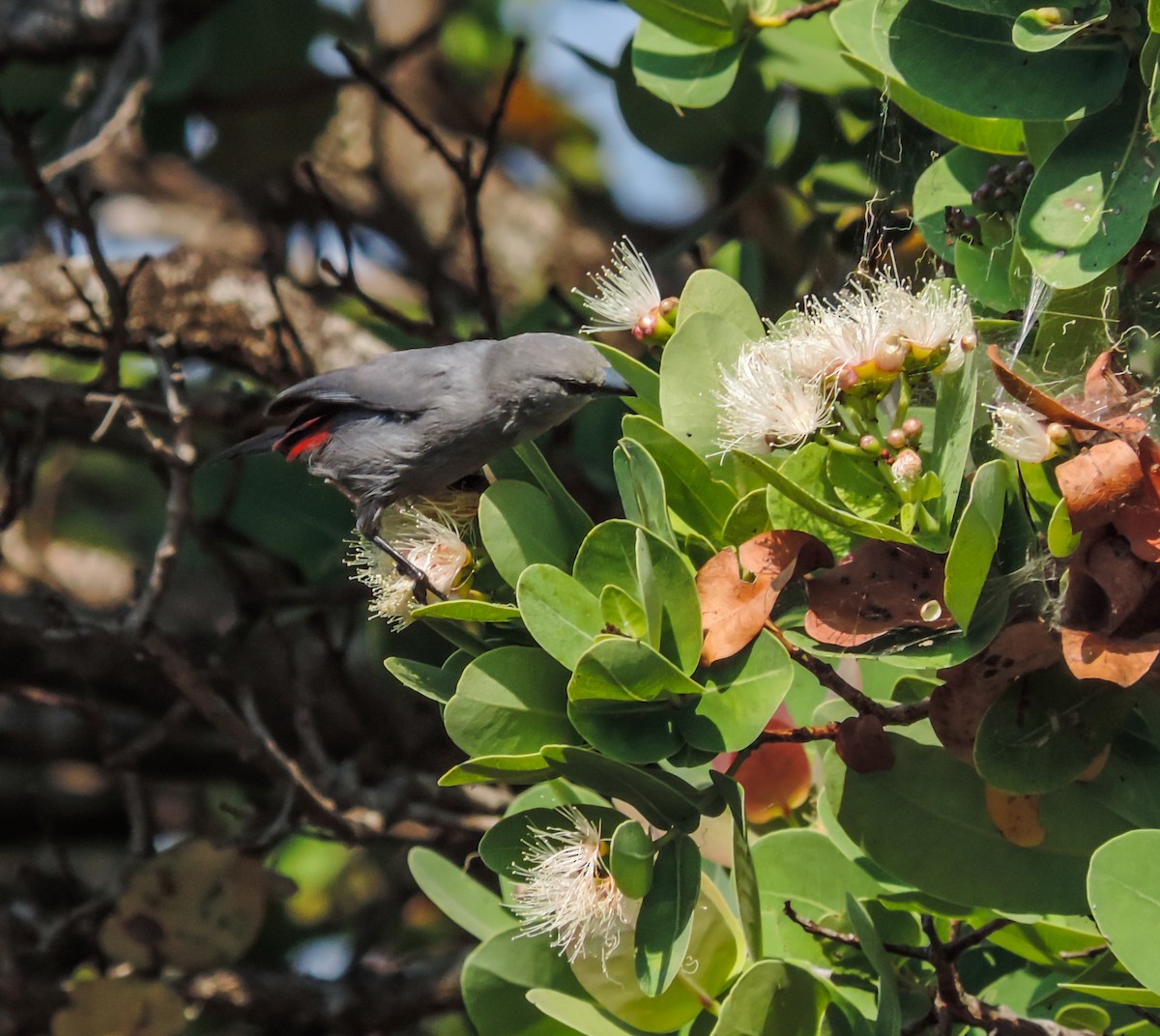 Black-tailed Waxbill - ML653787126