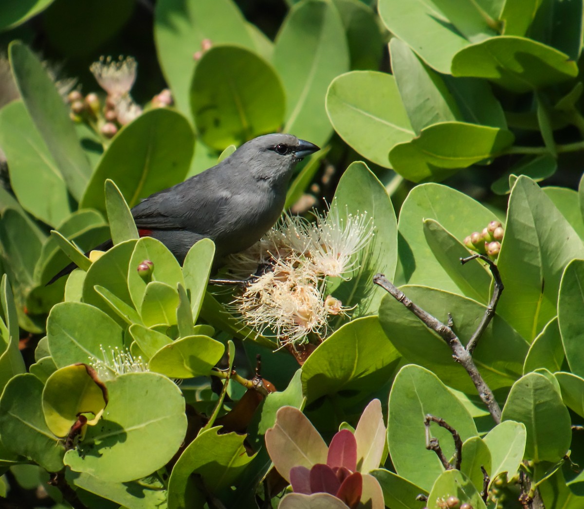 Black-tailed Waxbill - ML653787127