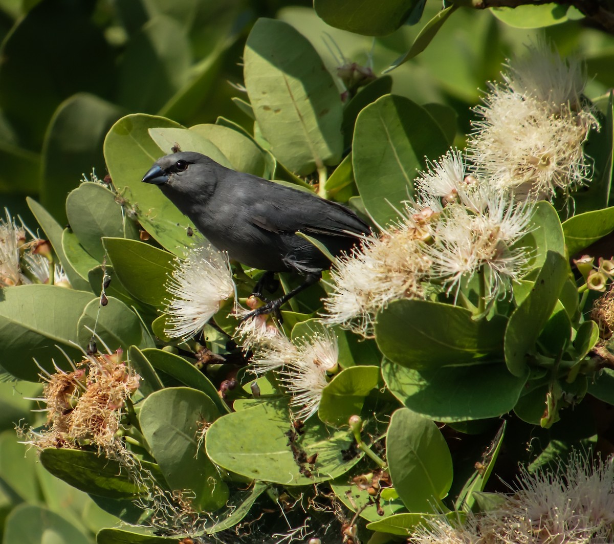 Black-tailed Waxbill - ML653787128