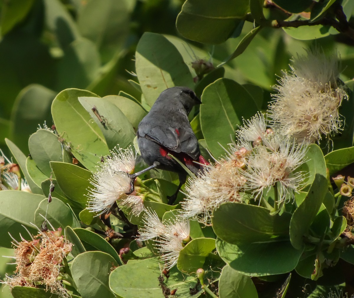 Black-tailed Waxbill - ML653787129