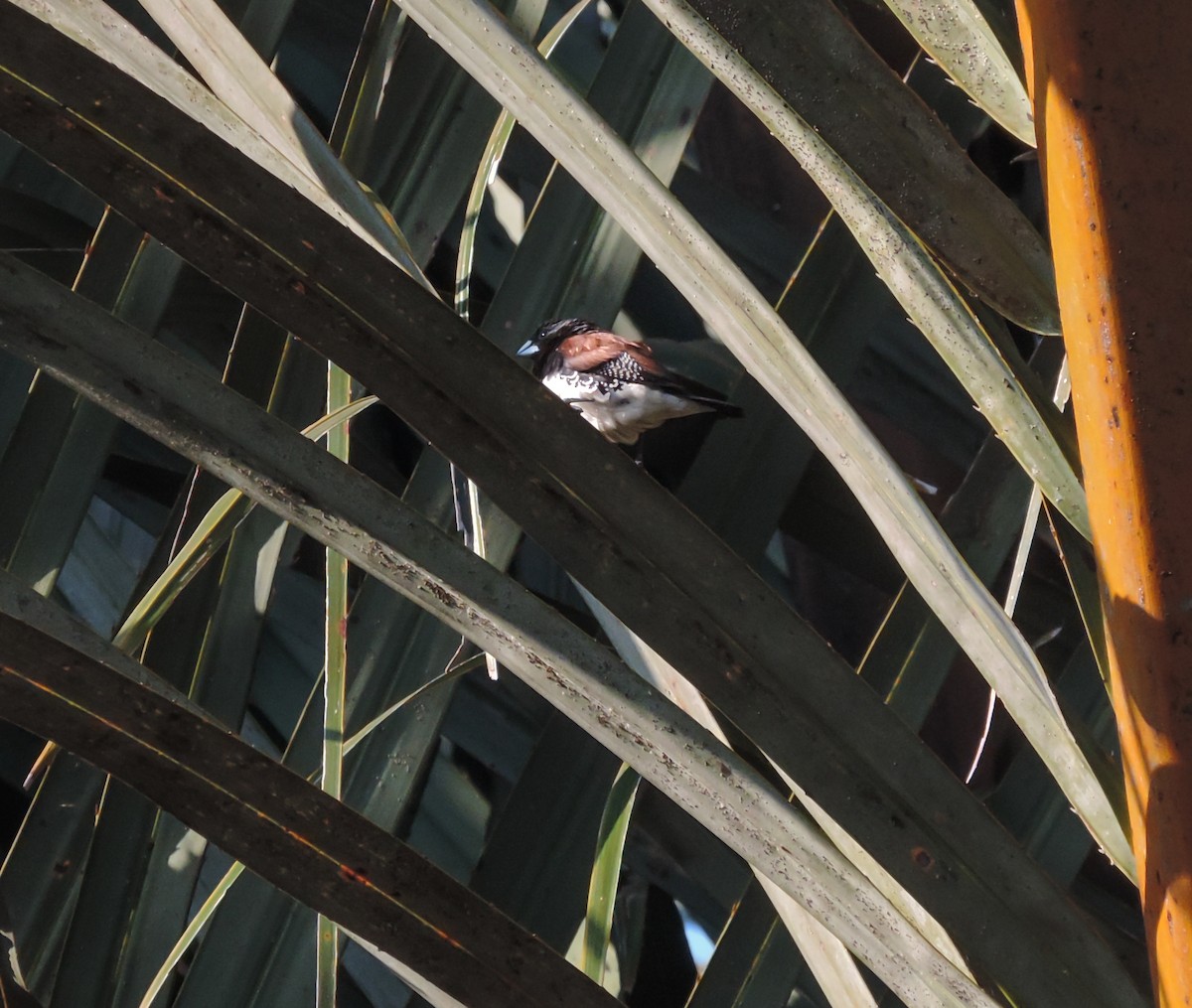 Black-and-white Mannikin - ML653787147