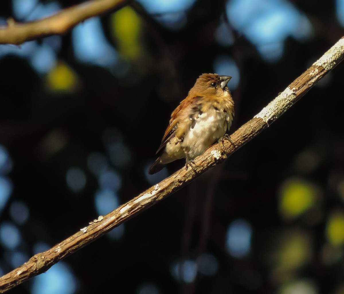 Black-and-white Mannikin - ML653787148