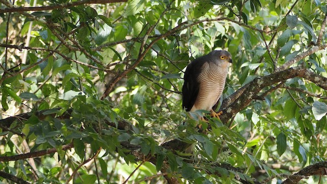 Autour tachiro - ML653787149