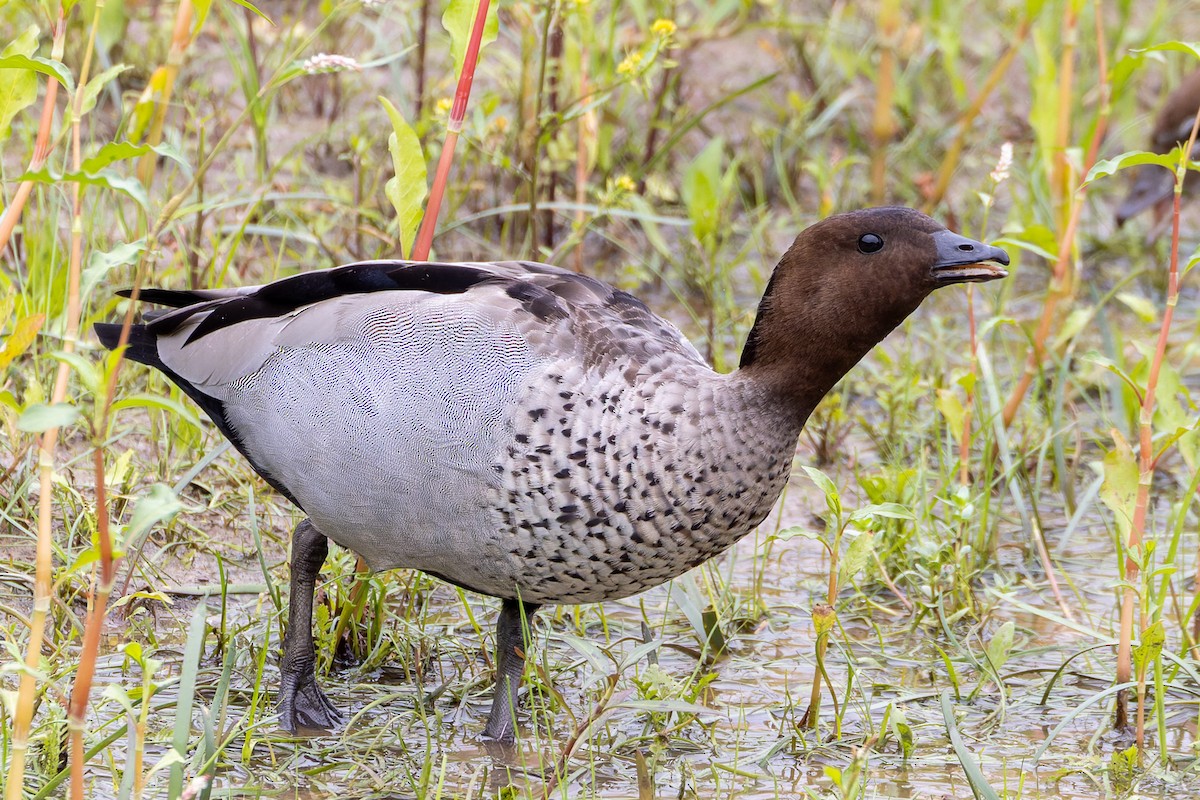 Ahate kalparduna - ML653788954