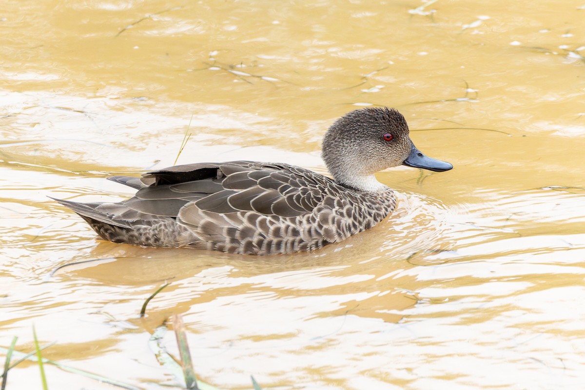 Zertzeta grisa - ML653788993