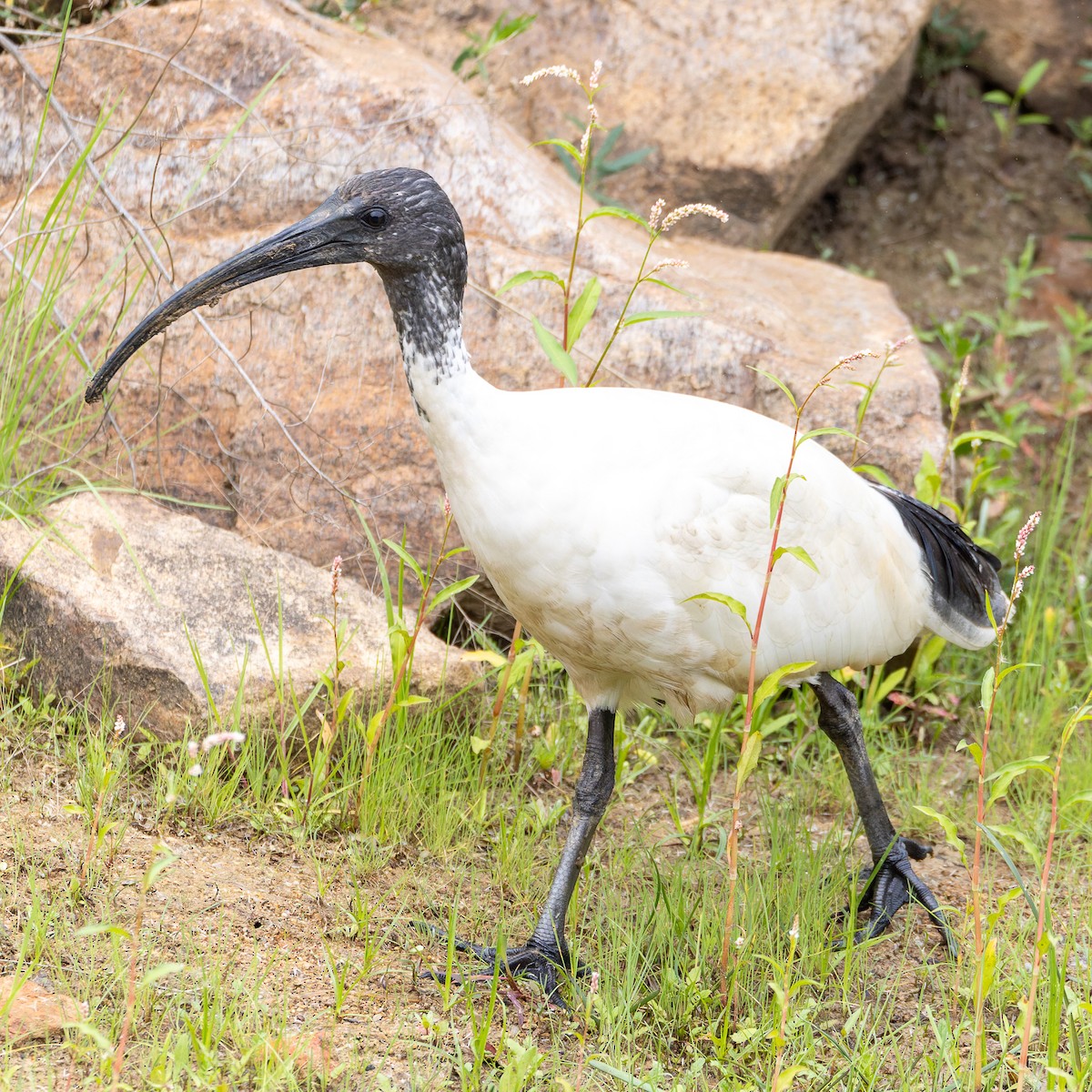 Australian Ibis - ML653789014