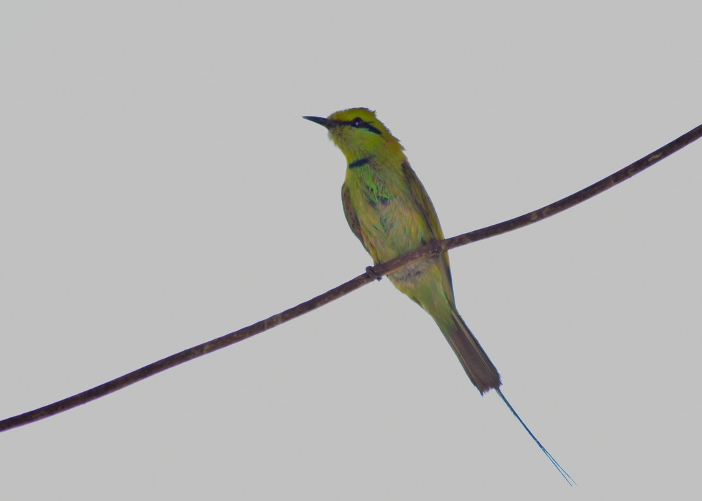 African Green Bee-eater - ML653791919