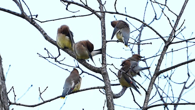 Cedar Waxwing - ML653792570