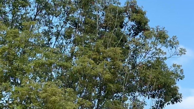 Cedar Waxwing - ML653792929