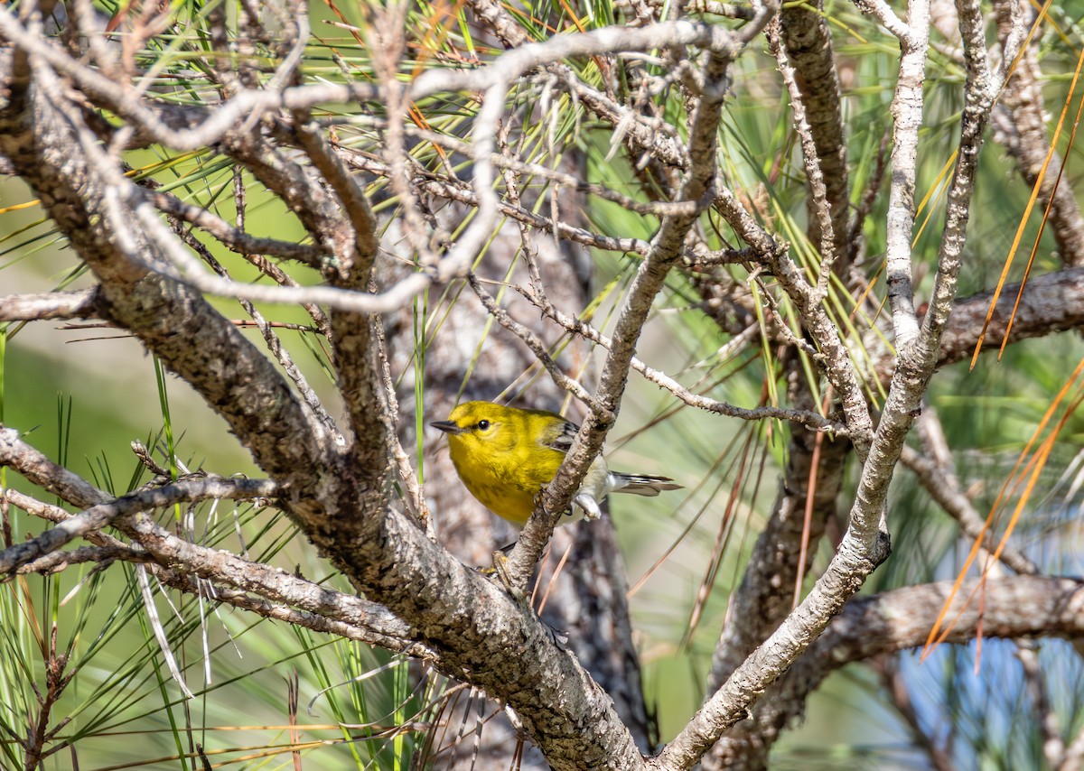Pine Warbler - ML653795303