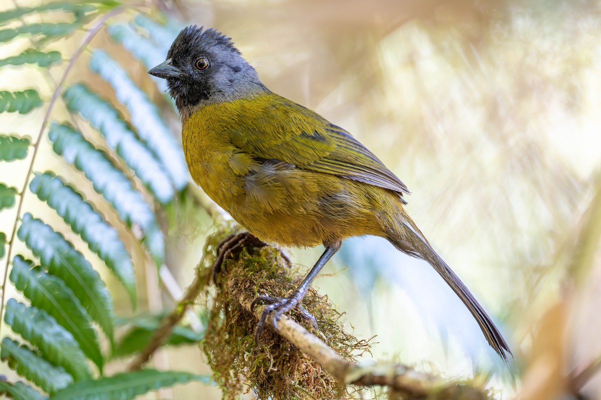 Cerquero Patigrande - ML653796967