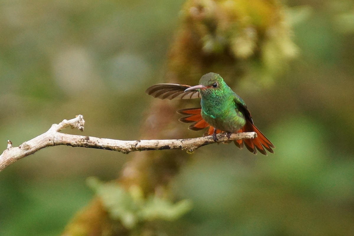 Rufous-tailed Hummingbird - Réal Boulet 🦆