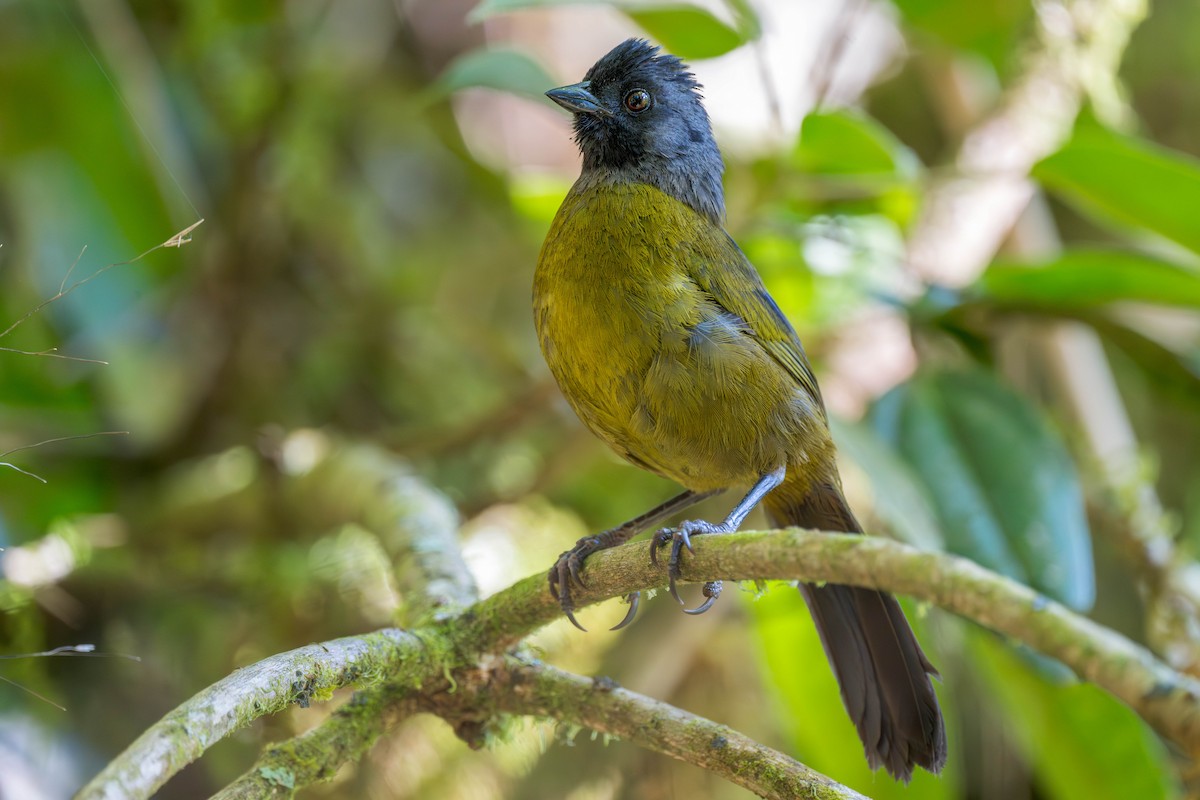 Cerquero Patigrande - ML653797221