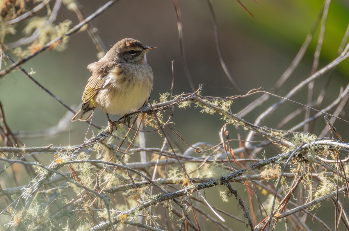 Palm Warbler (Western) - ML653797232