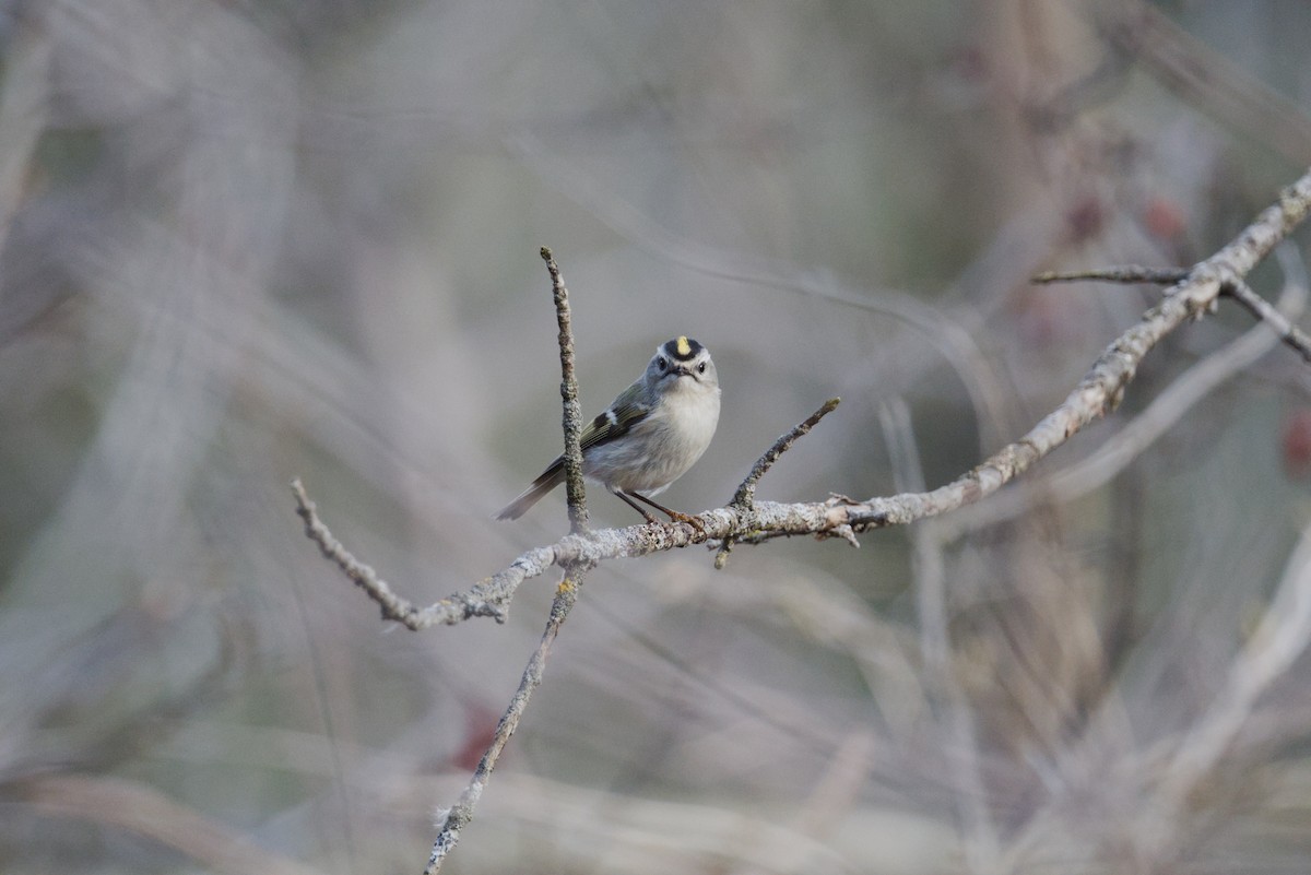 Golden-crowned Kinglet - ML653799499