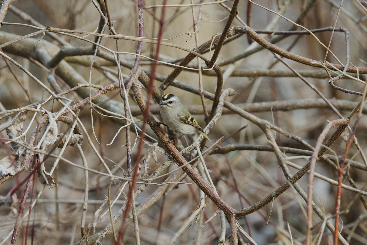 Golden-crowned Kinglet - ML653799500