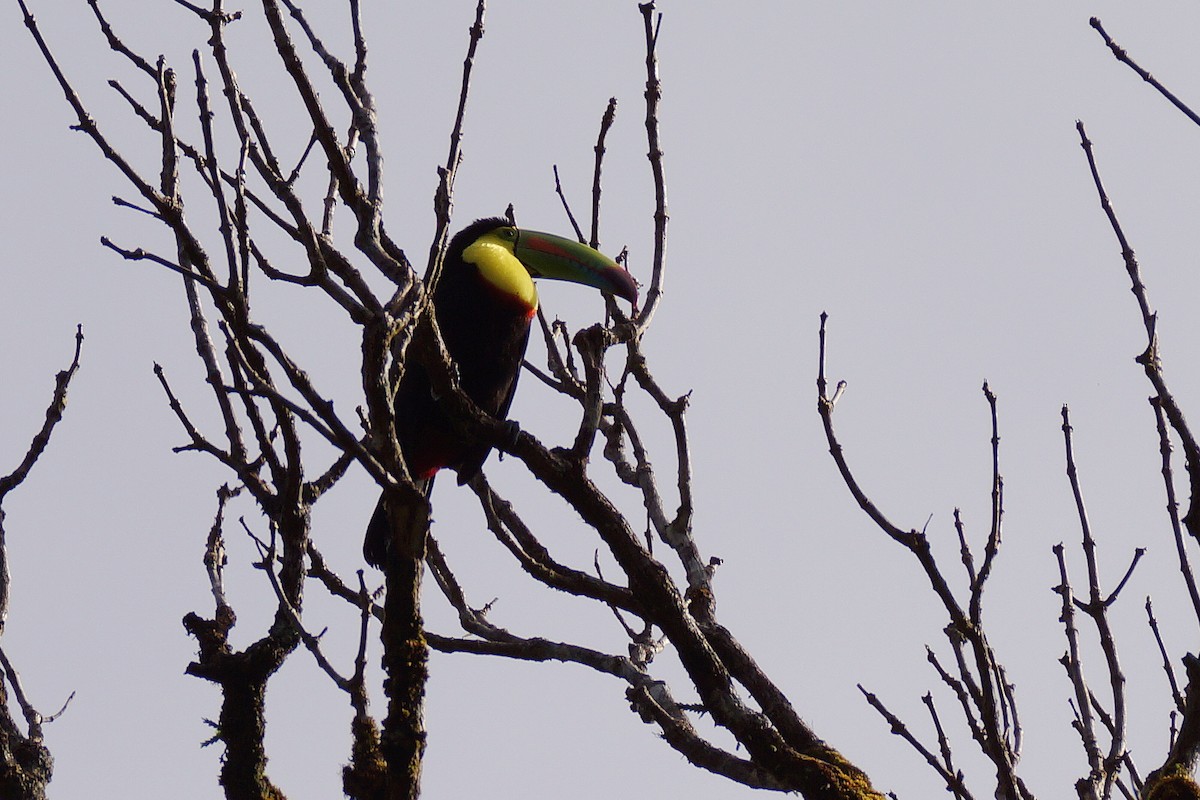 Keel-billed Toucan - ML65380041