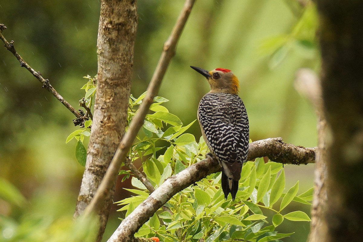 Hoffmann's Woodpecker - ML65380141