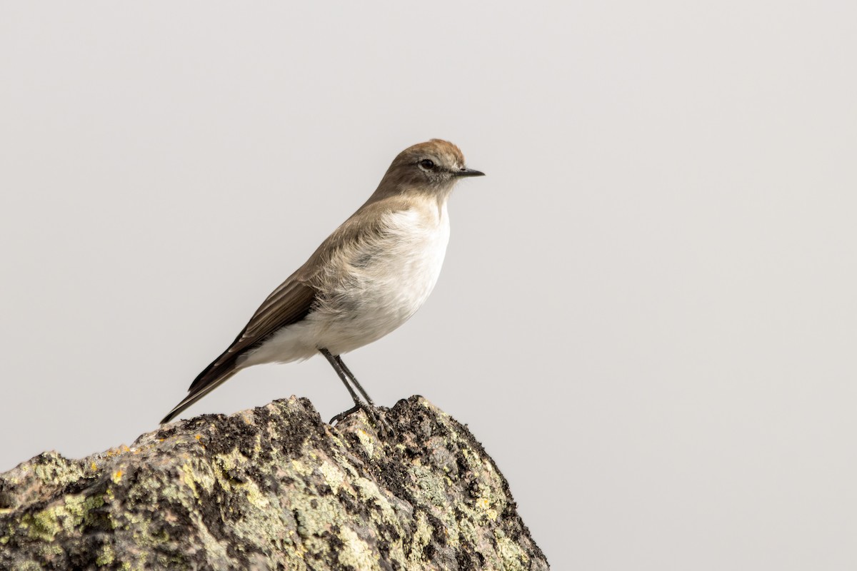 Plain-capped Ground-Tyrant - ML653802357