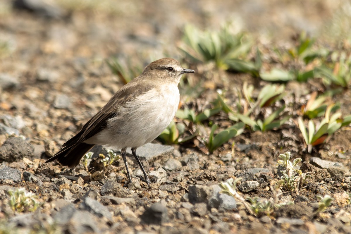Plain-capped Ground-Tyrant - ML653802360