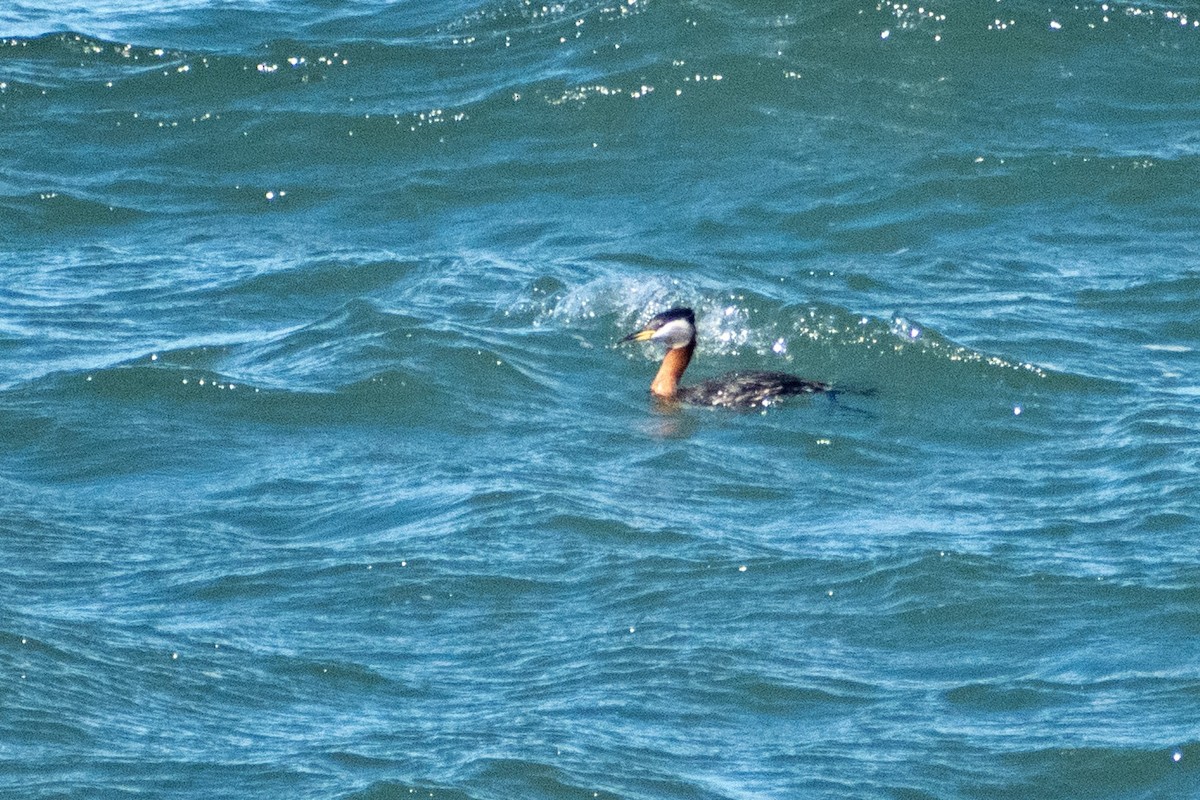 Red-necked Grebe - ML653803782